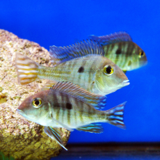Геофагус красноголовый Тапажос (Geophagus sp. Tapajos)