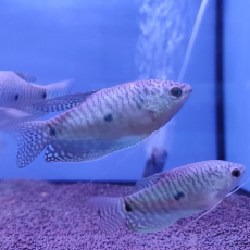 Гурами голубой S (Trichopodus trichopterus)
