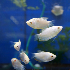 Гурами перламутровый S (Trichopodus trichopterus)