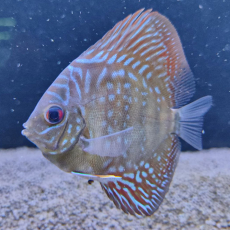 Дискус Туркис шахматный S (Symphysodon aequifasciatus var.)