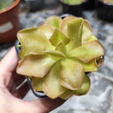Жирянка (Pinguicula Weser)