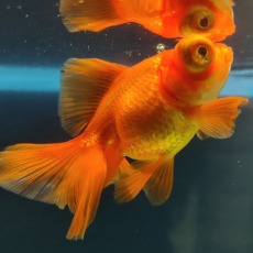 Золотая рыбка Телескоп бабочка красный L (Carassius auratus)