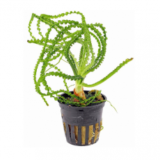 Кринум волнистый (в горшке) (Crinum calamistratum)