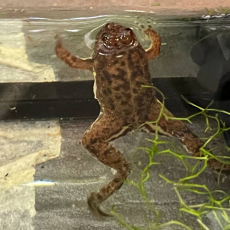 Лягушка сулавесская (Limnonectes larvaepartus)
