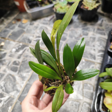 Орхидея (Pleurothallis Tubata Alba)