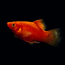 Пецилия красная (Xiphophorus maculatus)