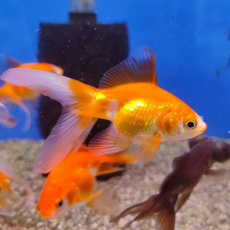 Золотая рыбка Риукин красный ML (Carassius auratus var.)