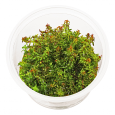 Ротала макрандра мини (меристема) Тайланд (Rotala macrandra mini)