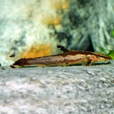 Рыба-ящерица Хомалоптера двухполосая (Homaloptera bilineata)