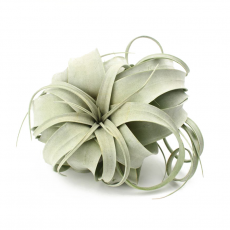 Тилландсия (Tillandsia Xerographica)