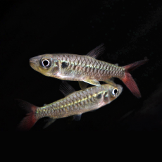 Хальцеус краснохвостый S (Chalceus erythrurus)
