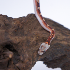 Полоз маисовый Blood Red pied sided