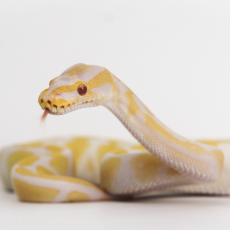 Королевский питон "Albino" , S-M (Германия)