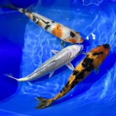 Карп кои XL (30-40 см) (Cyprinus carpio)