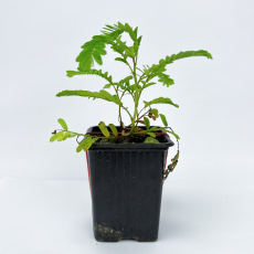 Филлантус (Phyllanthus sp)