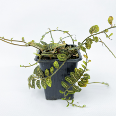 Соланум Evolvulifolium