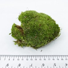 Мох (Leucobryum Glaucum)