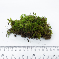 Мох (Dicranum scoparium)