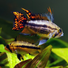 Апистограмма какаду (Apistogramma cacatuoides)