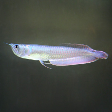 Арована серебряная (S) (Osteoglossum bicirrhosum)