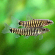 Боция круциатус карликовая (Yunnanilus cruciatus)