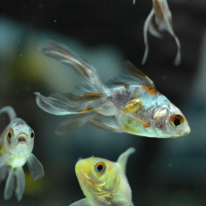 Золотая рыбка Веерохвост ситцевый S (Carassius auratus auratus)