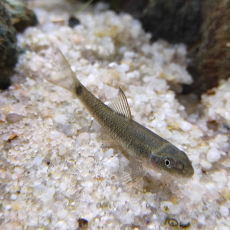 Водорослеед сетчатый "Бородоед" (Crossocheilus reticulatus)