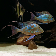 Геофагус Свена (Geophagus sveni)