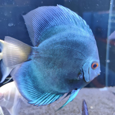 Дискус Диамант голубой (МL) (Symphysodon aequifasciatus var.)