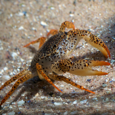 Краб Пантера (PARATHELPHUSA PANTHERINA)