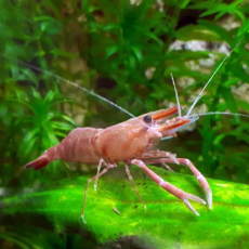 Креветка Макробрахиум Гималайский (Macrobrachium sp Nepal Himalayas red claw)