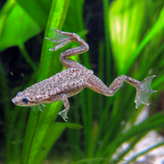 Лягушка карликовая аквариумная гибрид (Hymenochirus boettgeri)