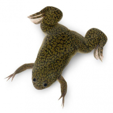 Лягушка шпорцевая  (Xenopus laevis)