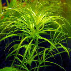 Наяс Индика (с грузом) (Najas indica)