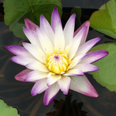 Нимфея Purple Joy, бело-пурпурная, тропическая