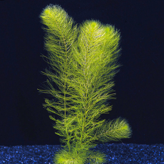 Перистолистник зеленый хиппероидес, с грузом