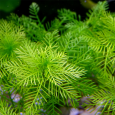 Перистолистник матогросский зеленый (с грузом) (Myriophyllum mattogrossense)