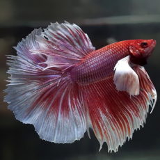 Петушок Супердельта Слоновье Ухо (самец) (Betta splendens)
