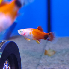 Пецилия золотая Микки Маус (Xiphophorus maculatus)