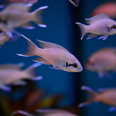 Принцесса Бурунди (Neolamprologus brichardi)
