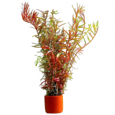 Ротала круглолистная "Апельсиновый сок" (с грузом) (Rotala rotundifolia "Orange Juice")