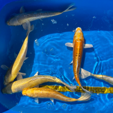 Карп кои Ямабуки (Cyprinus carpio)