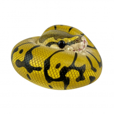 Коллекционная фигурка Королевский питон (Python regius)