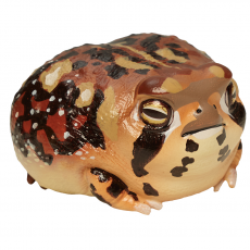 Коллекционная фигурка Дождевая лягушка Узкорот (Breviceps adspersus)