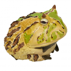 Коллекционная фигурка Рогатка Венесуэльская  (Ceratophrys cornuta)