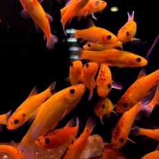 Линь золотой S (Tinca Tinca)
