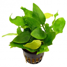 Анубиас Золотая монета (Anubias var. Golden Coin) в горшке