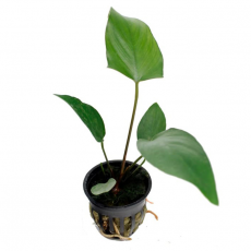 Анубиас хастифолия (L) (в горшке) (Anubias hastifolia)