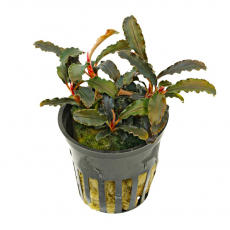 Буцефаландра Кедаганг (Bucephalandra sp. Kedagang) в горшке