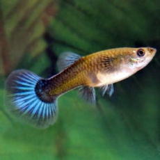 Гуппи Голубые неоновые (самка) (Poecilia reticulata)